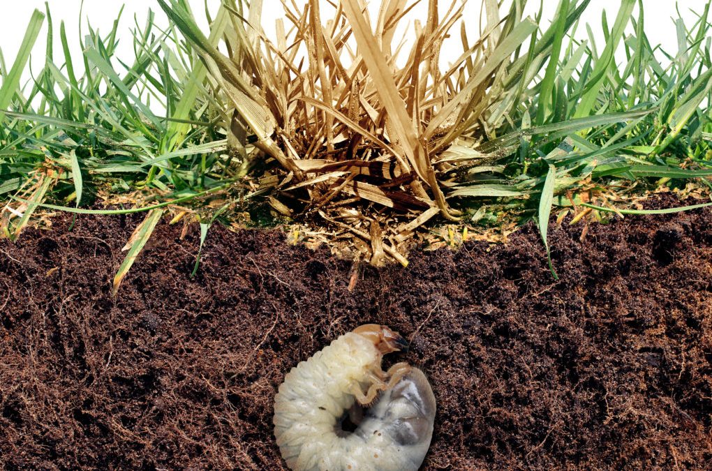 European Chafer Beetle in Victoria: Identify & Treat