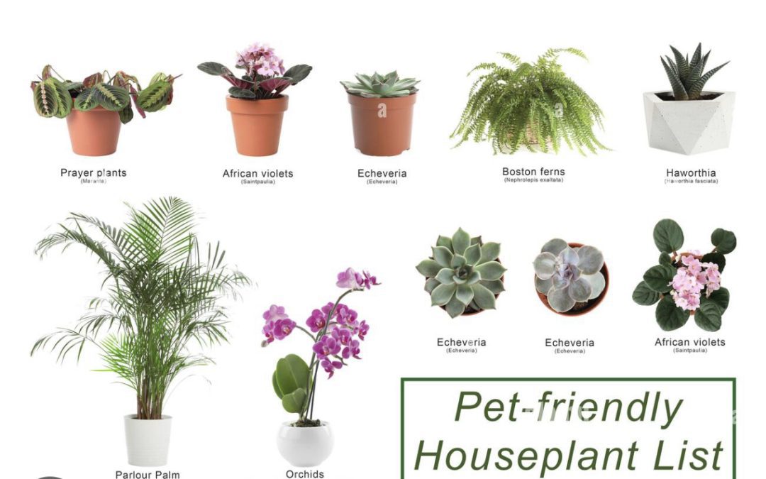 10 Pet-Friendly, Non-Toxic Indoor Plants