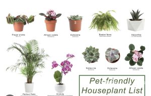 Creating a Pet-Friendly, Non-Toxic Indoor Environment: 10 Plants