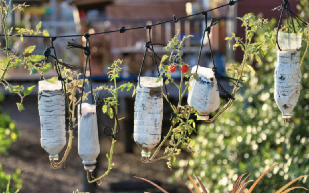 A Guide to Creating an Eco-friendly Garden