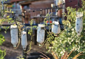 A Guide to Creating an Eco-friendly Garden