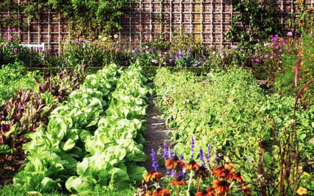 Edible Landscapes in British Columbia: Soil, Plants, and Design