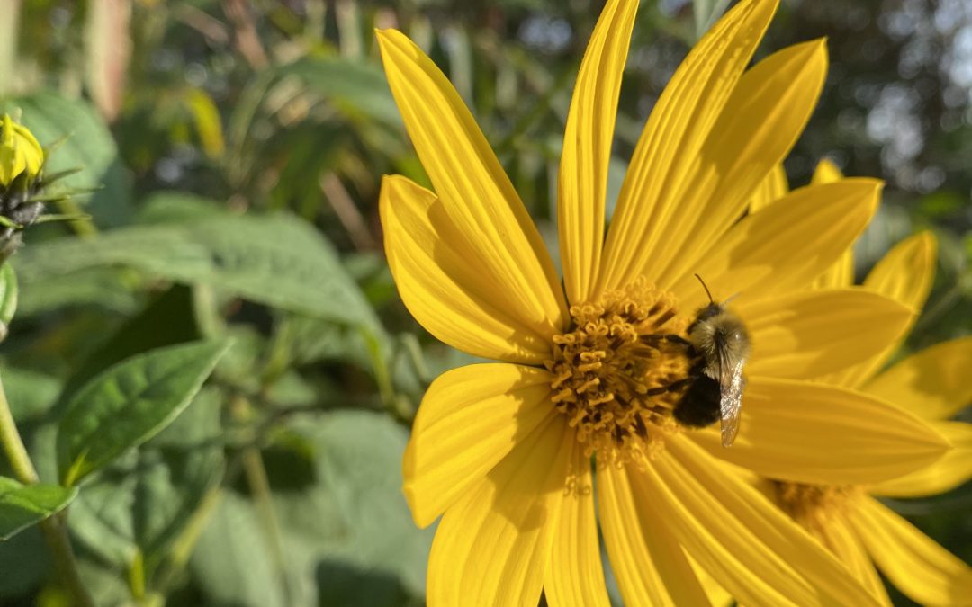 Bee-Friendly Landscaping