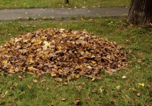 Safety First: Managing Leaves and Debris in Commercial Landscaping