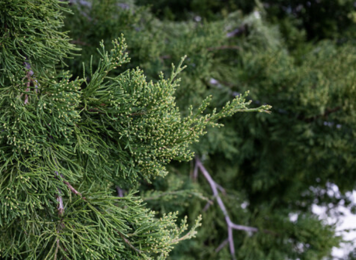 Selecting and Caring for Trees in November