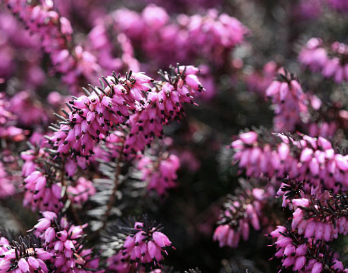 Cold-Weather Plant Selection