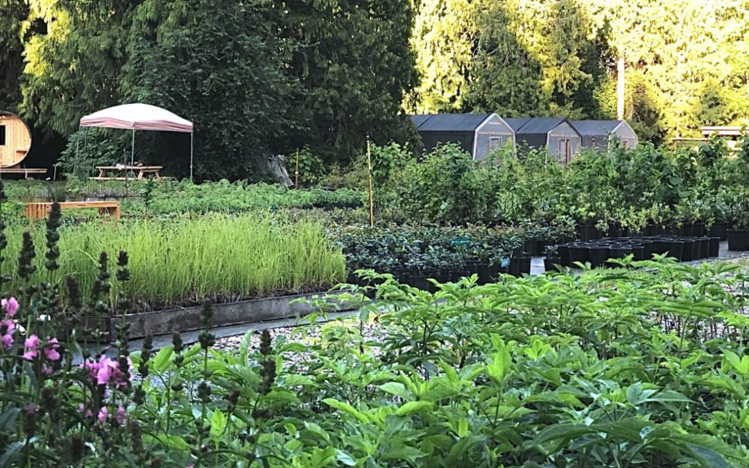 A Guide to Gardening and Landscaping on Vancouver Island