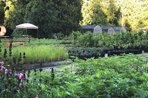 Embracing Native Plants: A Guide to Gardening and Landscaping on Vancouver Island