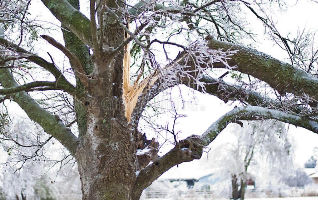 Protecting Your Trees and Shrubs From Winter Damage