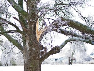 "Protecting Your Trees and Shrubs on Vancouver Island: How to Check for and Prevent Winter Damage"