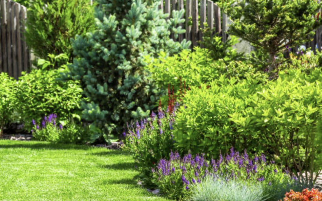 Practical Tips for Maintaining a Healthy Garden