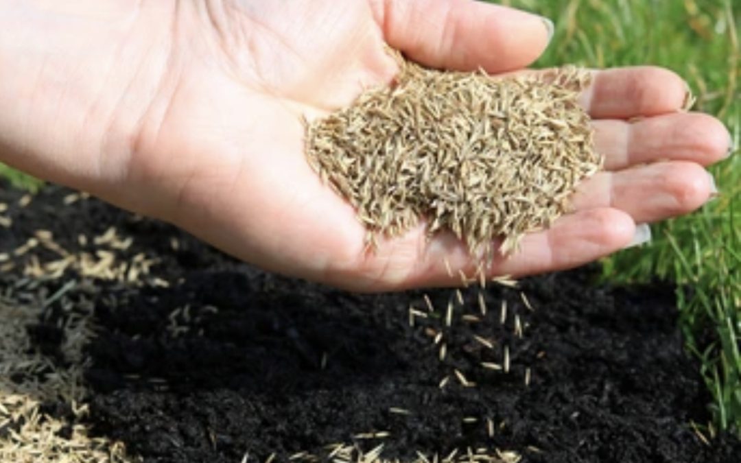 5 Steps to a Lush Lawn on the West Coast: Seeding Tips for Commercial Properties