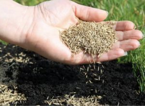 5 Steps to a Lush Lawn on the West Coast: Seeding Tips for Commercial Properties