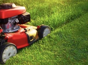 The Best Frequency for Mowing Your Lawn