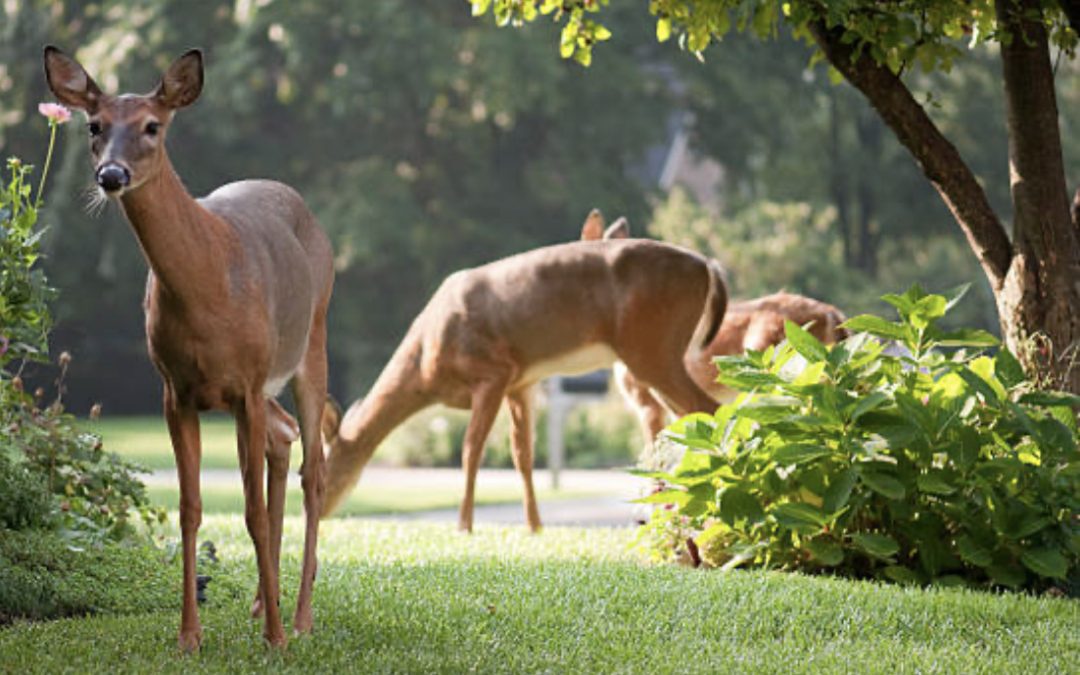 Protect Your Garden from Animals Damage