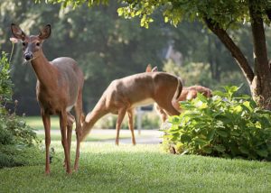 Protect Your Garden: Tips for Preventing Animal Damage