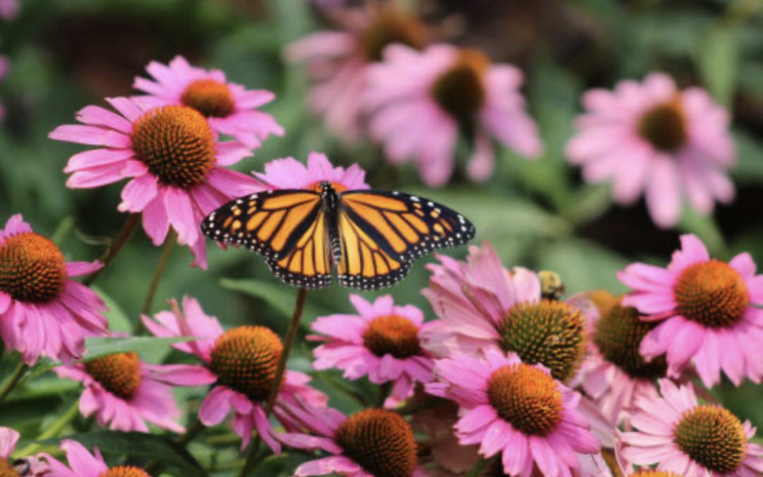 How to Create a Butterfly Garden in Your Yard