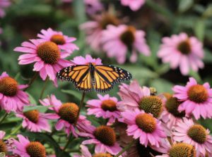 How to Create a Butterfly Garden in Your Yard