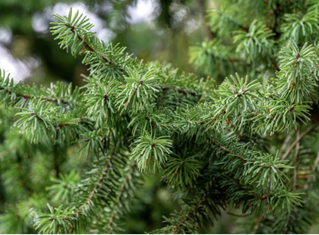 West Coast Tree Care: Avoiding Over and Under-watering - IslandEarth ...