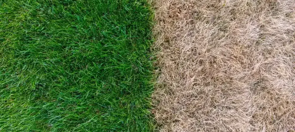 The $0 Landscaping Fix Most Homeowners Are Missing in 2026